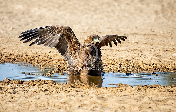 Immature Bateleur Eagle Immature Bateleur Eagle
