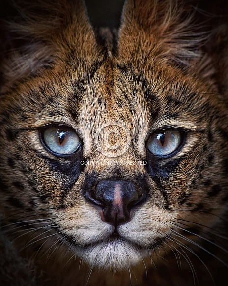Serval Closeup