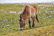 Przewalski horse grazing