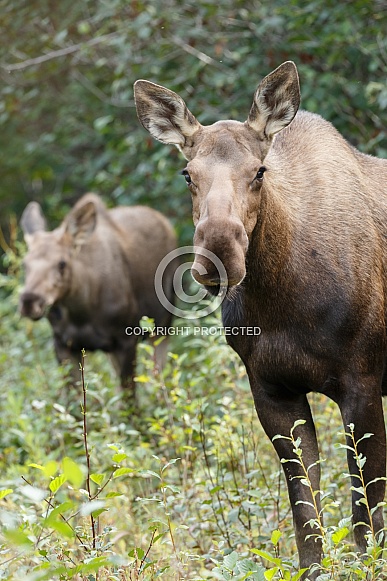 The moose or elk (Alces alces)