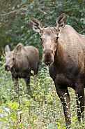 The moose or elk (Alces alces)