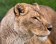Lion Portrait (Female)