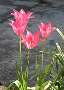 Pink Tulips