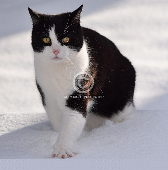 Domestic Cat Tuxedo Shorthair