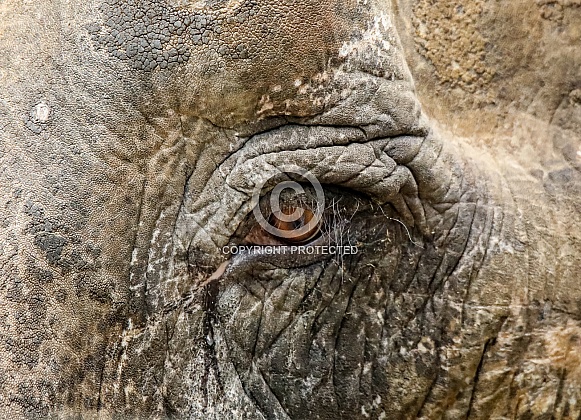 Asian elephant eye