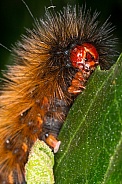 Spilosoma Caterpillar
