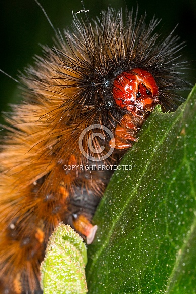 Spilosoma Caterpillar