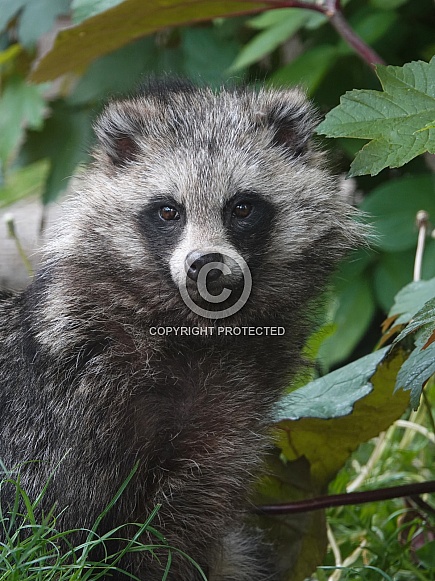 Raccoon Dog