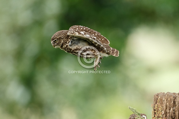 The little owl (Athene noctua) The little owl (Athene noctua)
