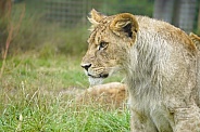African Lion (young)