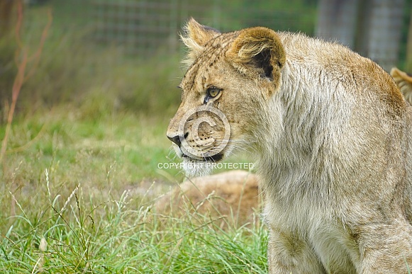 African Lion (young) African Lion (young)