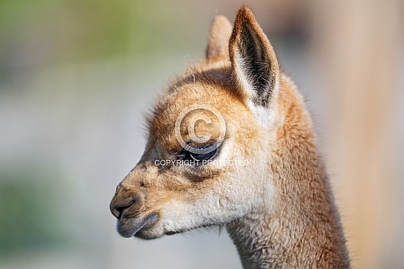 Vicuña baby portrait