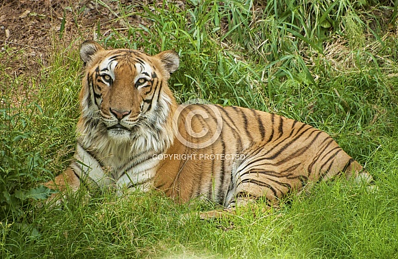 Royal Bengal Tiger