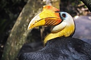 Knobbed hornbill (Rhyticeros cassidix)