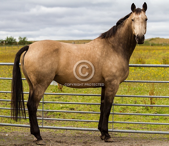 Warmblood Mare Warmblood Mare