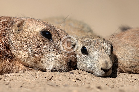 Prairie dogs (genus Cynomys) Prairie dogs (genus Cynomys)