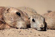 Prairie dogs (genus Cynomys)
