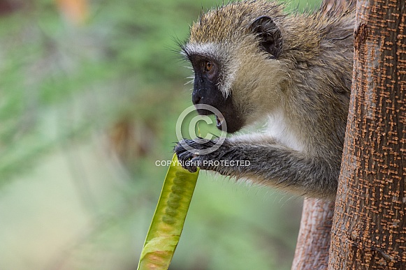 Vervet Monkey Vervet Monkey
