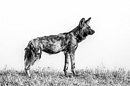 African Wild dog