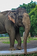 Sumatran Elephant
