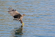 White tailed eagle or European Eagle