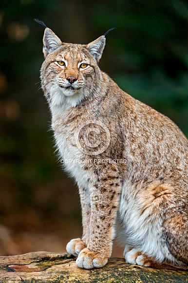 Lynx