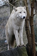 Hudsonbay wolf
