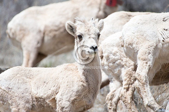 Big horn sheep (wild)