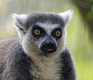 Lemurs