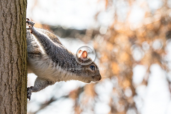 Grey Squirrel Grey Squirrel