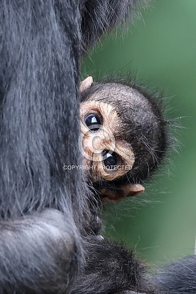 Colombian spider monkey (Ateles fusciceps rufiventris)