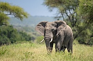 Large bull elephant walking through the grass