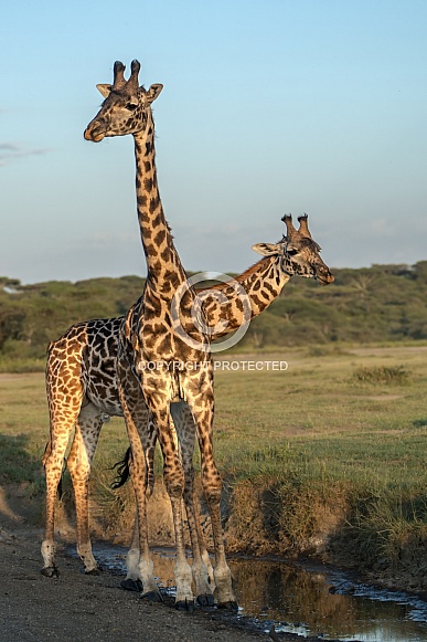 Two giraffes at sunset by the water