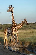 Two giraffes at sunset by the water