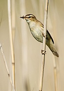 Sedge Warbler