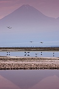 Andean flamingo - Atacama Desert - Chile