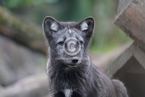 Arctic Fox