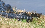 american alligator tail (Alligator mississippiensis) tail close up