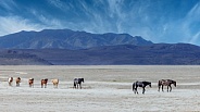 Wild Horse— Onaqui Mountains, Utah