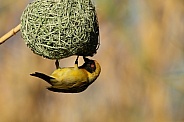 Southern Male Masked Weaver.