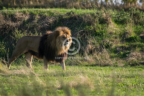 African Lion African Lion