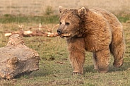 Syrian Brown Bear Walking With Stick In Mouth