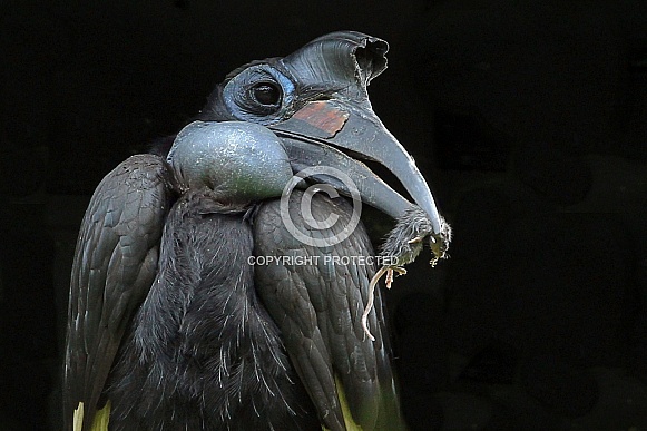 Abyssinian Ground Hornbill Abyssinian Ground Hornbill