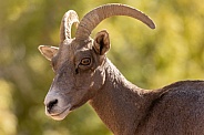 Desert bighorn sheep, Ovis canadensis nelsoni