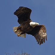 Bald Eagle