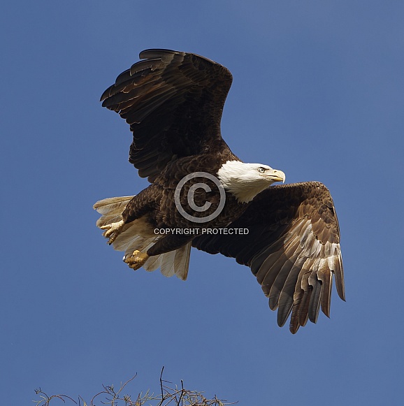 Bald Eagle