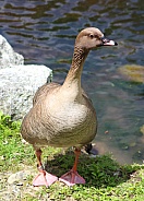 Pink Footed Goose