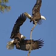 Bald Eagle