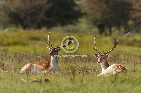 Fallow Deer