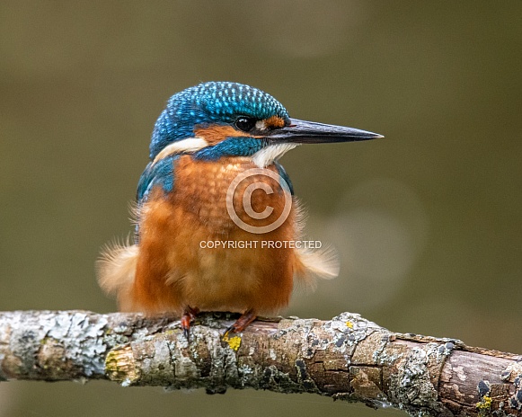 Female Kingfisher